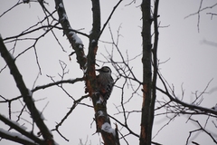 Dendrocopos leucotos