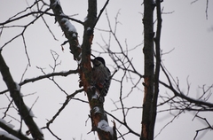 Dendrocopos leucotos