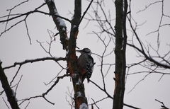 Dendrocopos leucotos