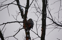 Dendrocopos leucotos