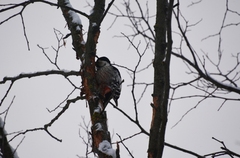 Dendrocopos leucotos