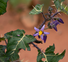 Solanum palinacanthum