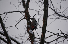 Dendrocopos leucotos