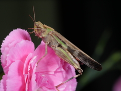 Aiolopus thalassinus tamulus