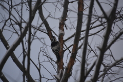 Dendrocopos leucotos