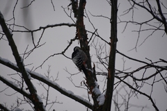 Dendrocopos leucotos