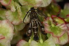 Chamaesphecia maurusia