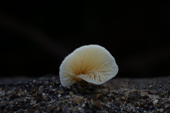 Crepidotus epibryus