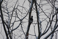 Dendrocopos leucotos