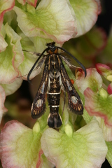 Chamaesphecia maurusia