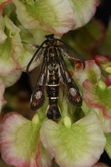 Chamaesphecia maurusia
