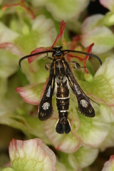 Chamaesphecia maurusia