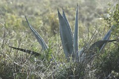 Agave americana