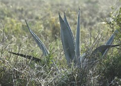 Agave americana