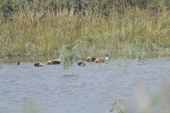 Anas fulvigula maculosa