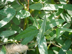 Atractomorpha sinensis