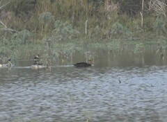 Anas fulvigula maculosa