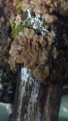 Auricularia mesenterica