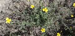 Dyssodia tagetiflora