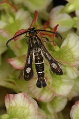 Chamaesphecia maurusia