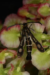 Chamaesphecia maurusia