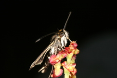 Chamaesphecia maurusia