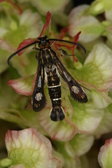 Chamaesphecia maurusia