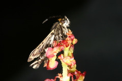 Chamaesphecia maurusia