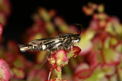 Chamaesphecia maurusia