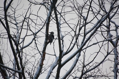 Dendrocopos leucotos