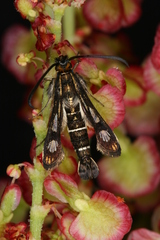 Chamaesphecia maurusia