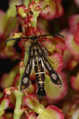 Chamaesphecia maurusia