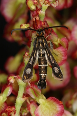 Chamaesphecia maurusia