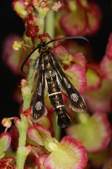 Chamaesphecia maurusia