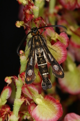 Chamaesphecia maurusia