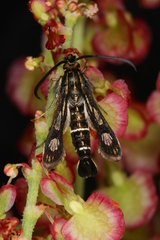 Chamaesphecia maurusia