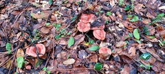 Lactarius xanthogalactus