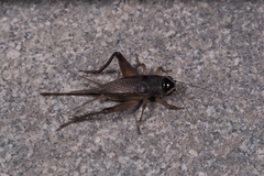 Teleogryllus emma