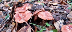 Lactarius xanthogalactus