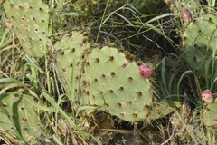 Opuntia gomei