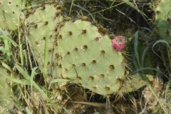 Opuntia gomei
