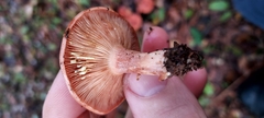 Lactarius xanthogalactus