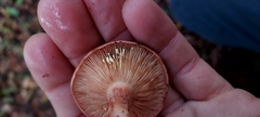 Lactarius xanthogalactus