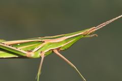 Acrida cinerea
