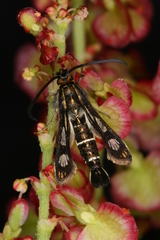 Chamaesphecia maurusia
