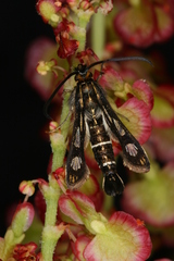 Chamaesphecia maurusia