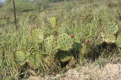 Opuntia gomei