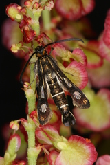 Chamaesphecia maurusia