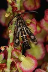 Chamaesphecia maurusia