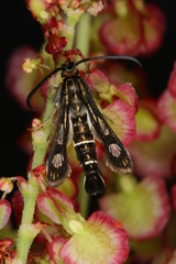 Chamaesphecia maurusia